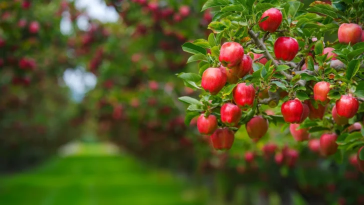 Ripe red apples growing in an orchard before cider making