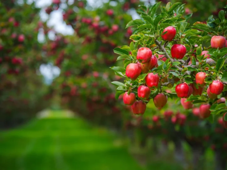 Clusters of ripe red apples growing among green leaves in an orchard