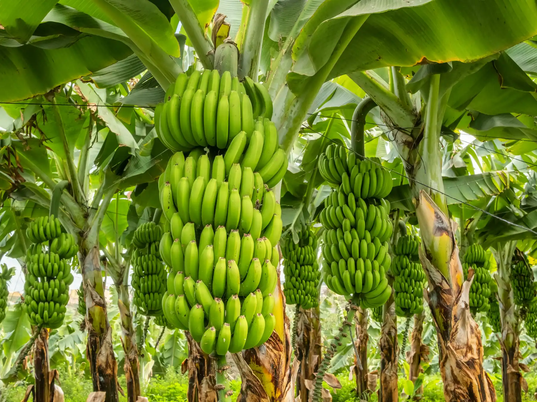 Large clusters of green bananas growing on banana plants