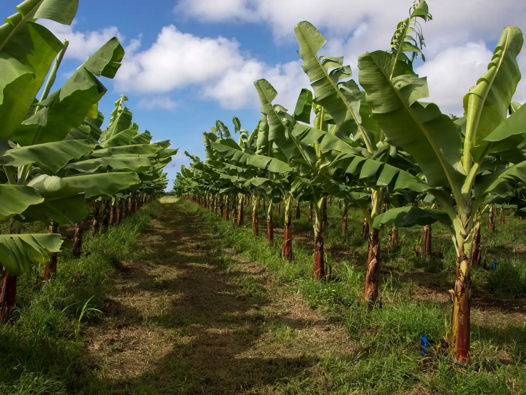 Rows of banana plants growing beneath a blue sky