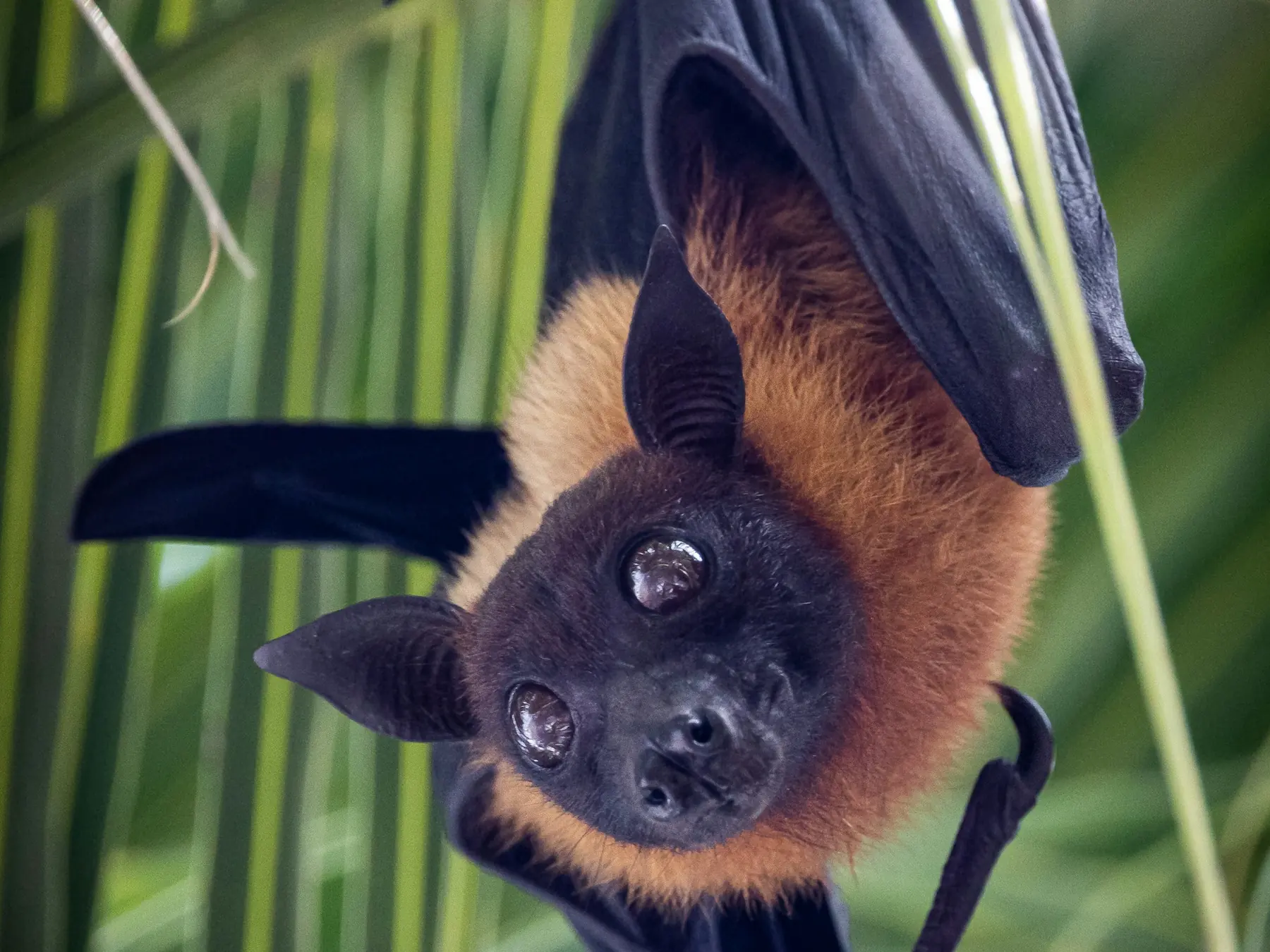 Flying fox hanging upside down from a palm