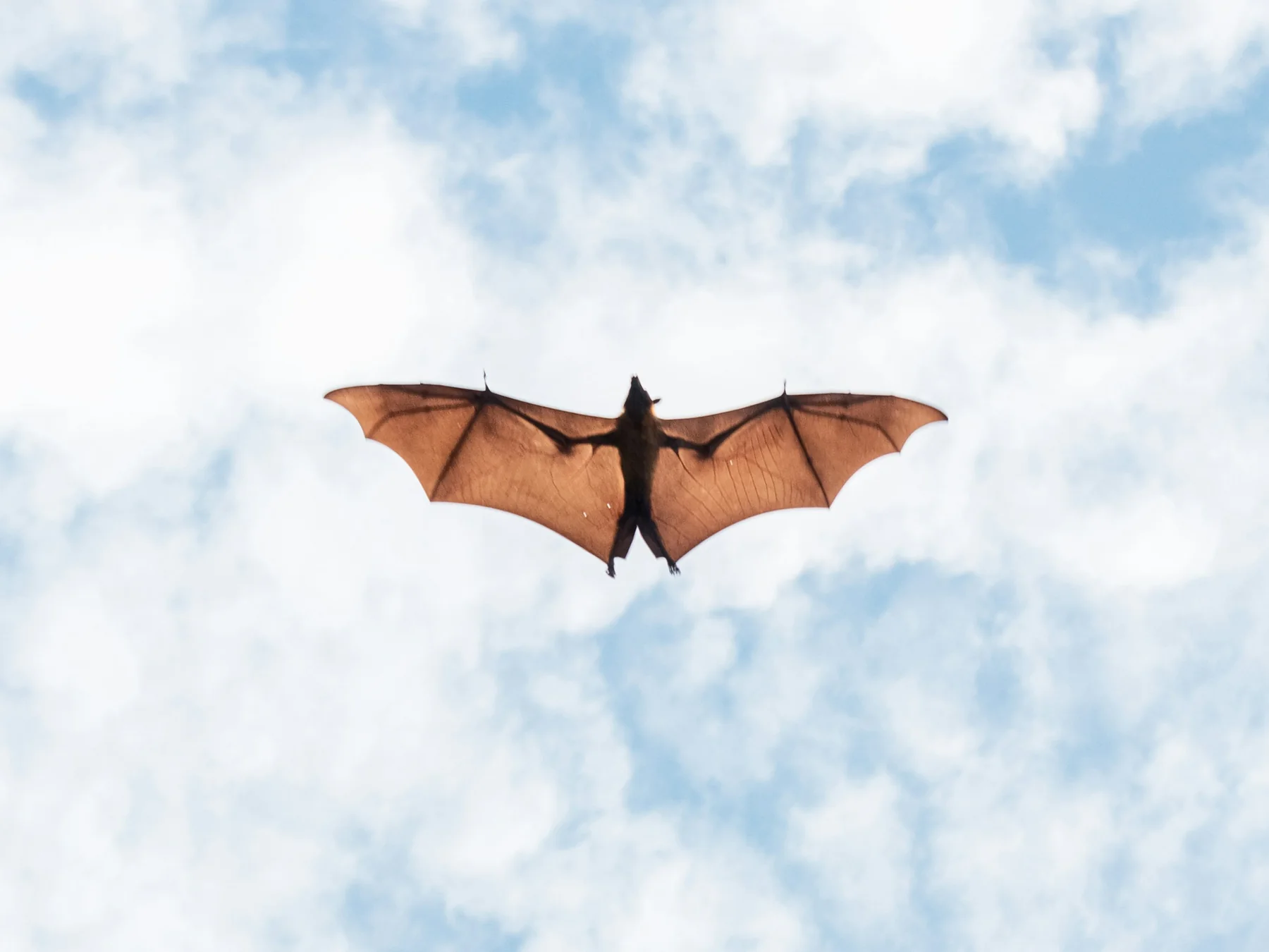 Bat flying with wings fully extended