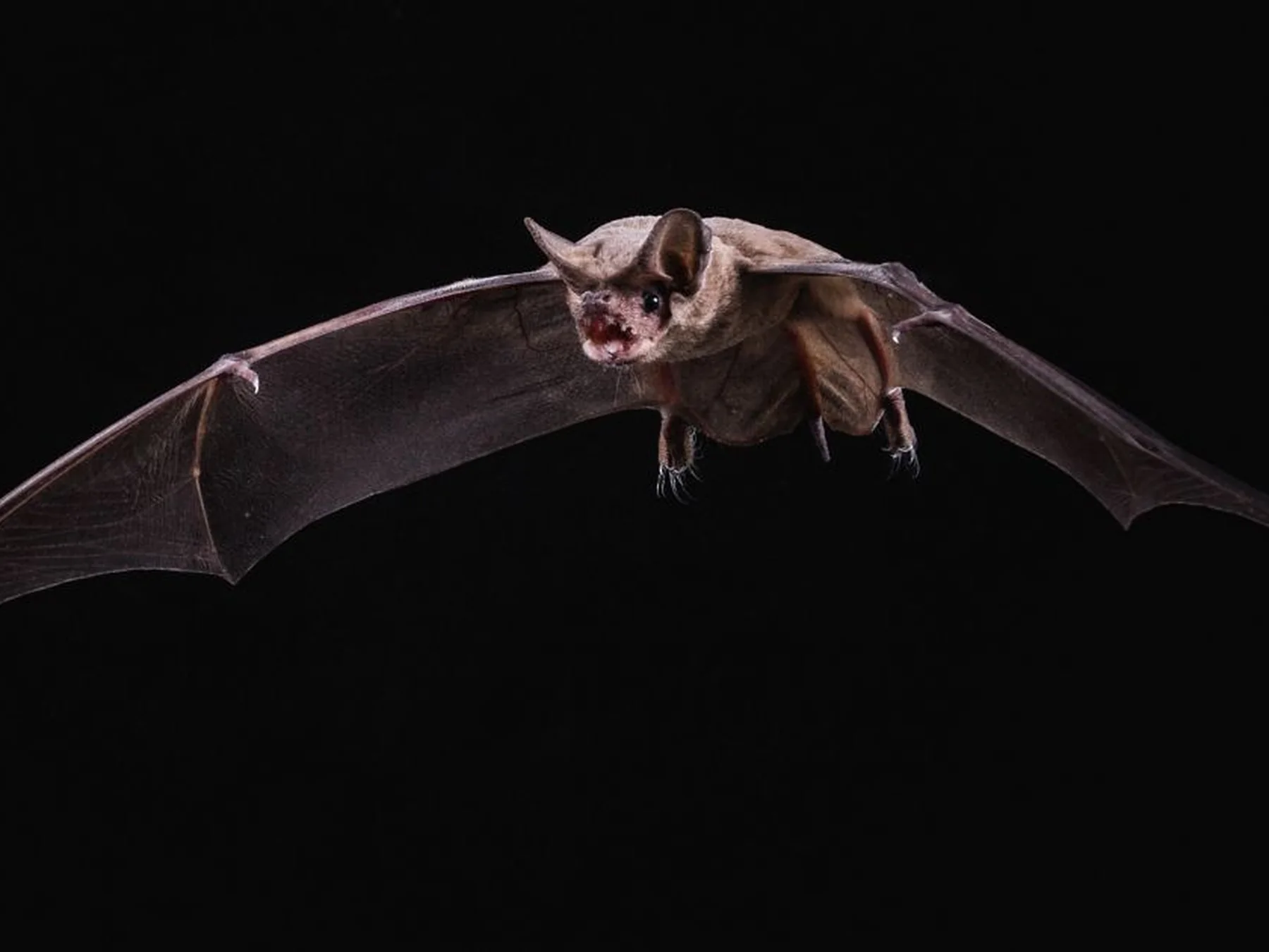 Bat in flight against a black background