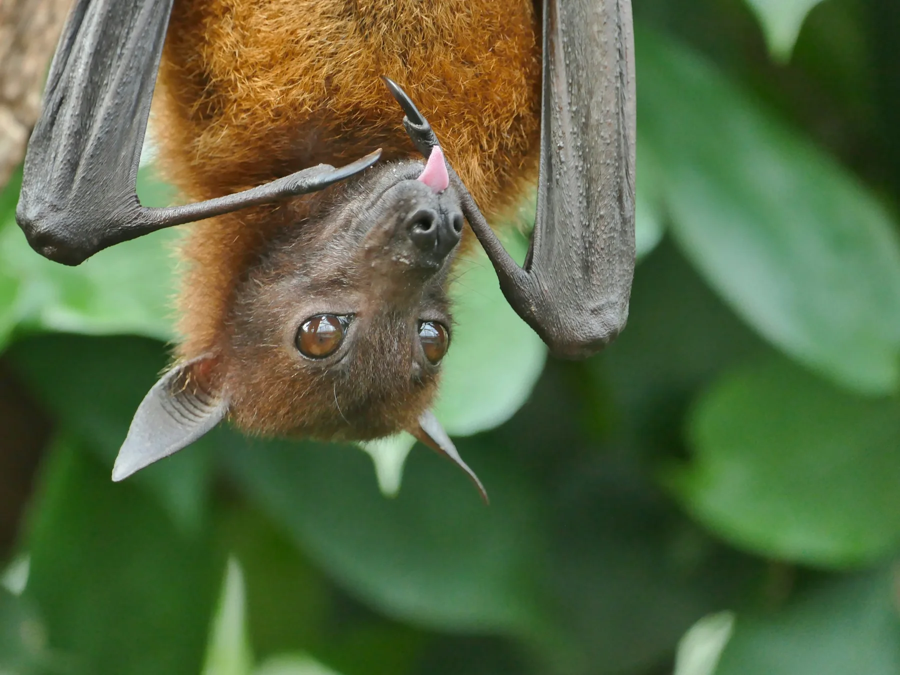 Fruit bat hanging upside down from a branch