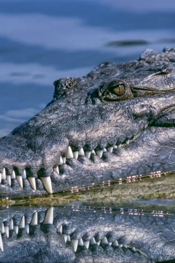 Close-up of a crocodile resting at the water’s edge with its reflection below