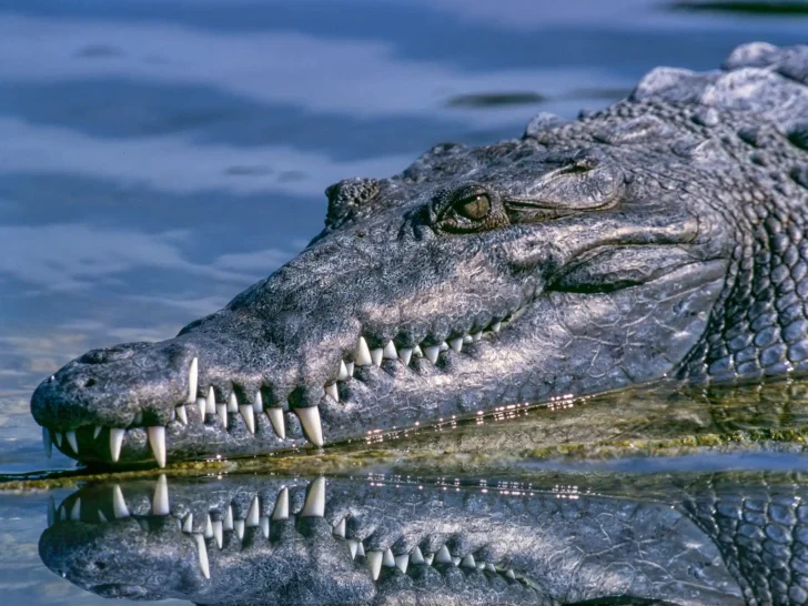 Close-up of a crocodile resting at the water’s edge with its reflection below