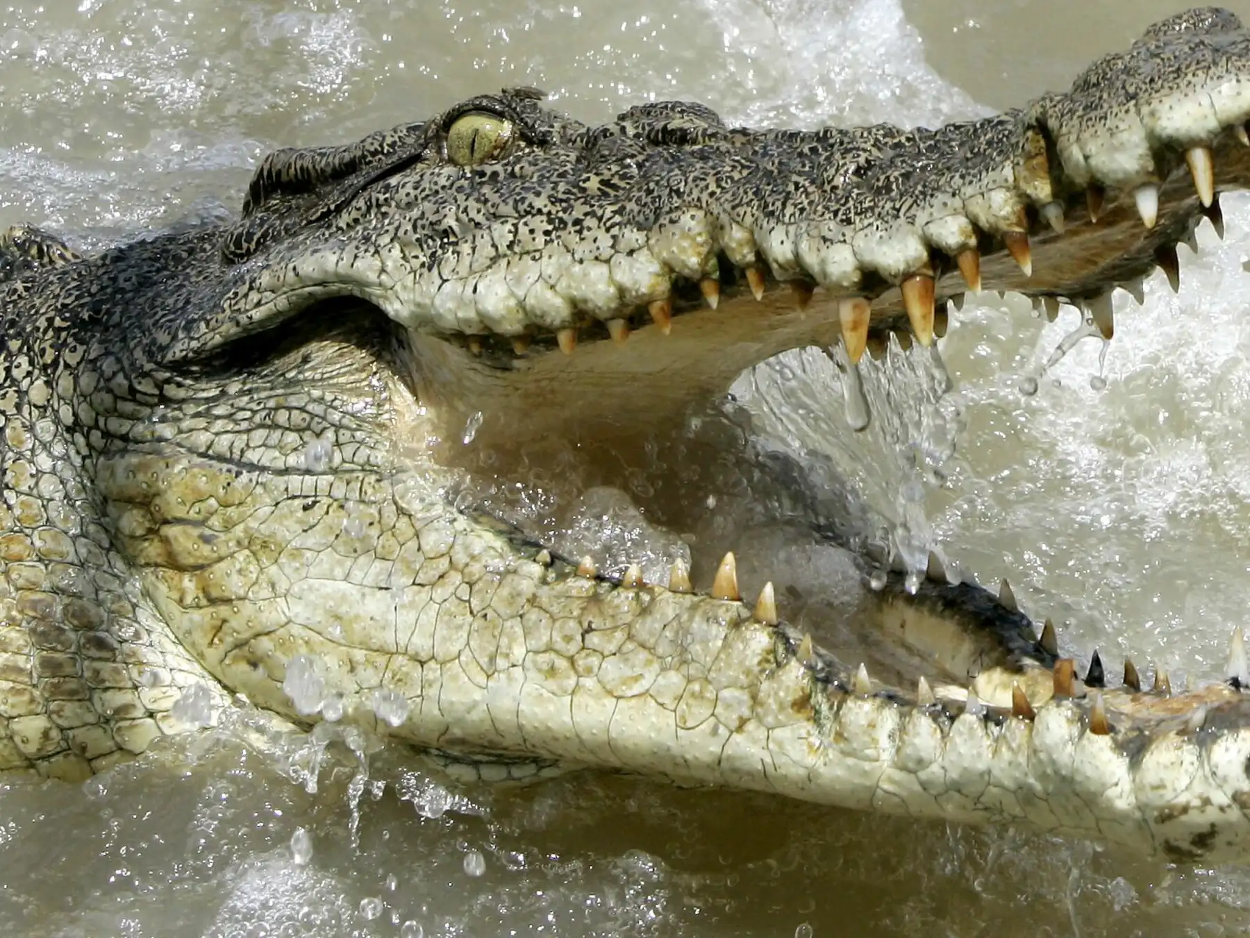 Large crocodile lifting its open jaws above splashing river water