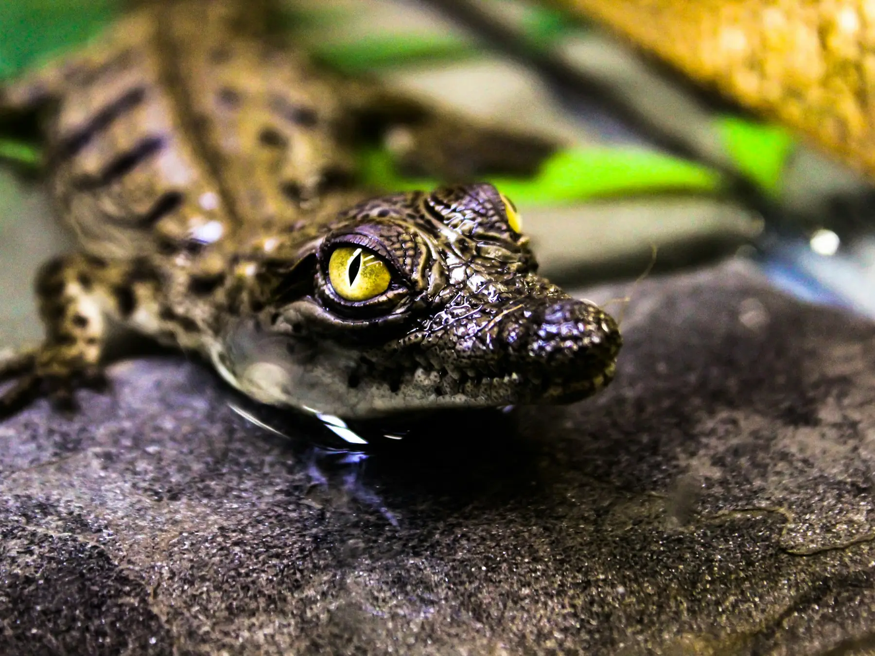 Young crocodile hatchling resting on a dark rock