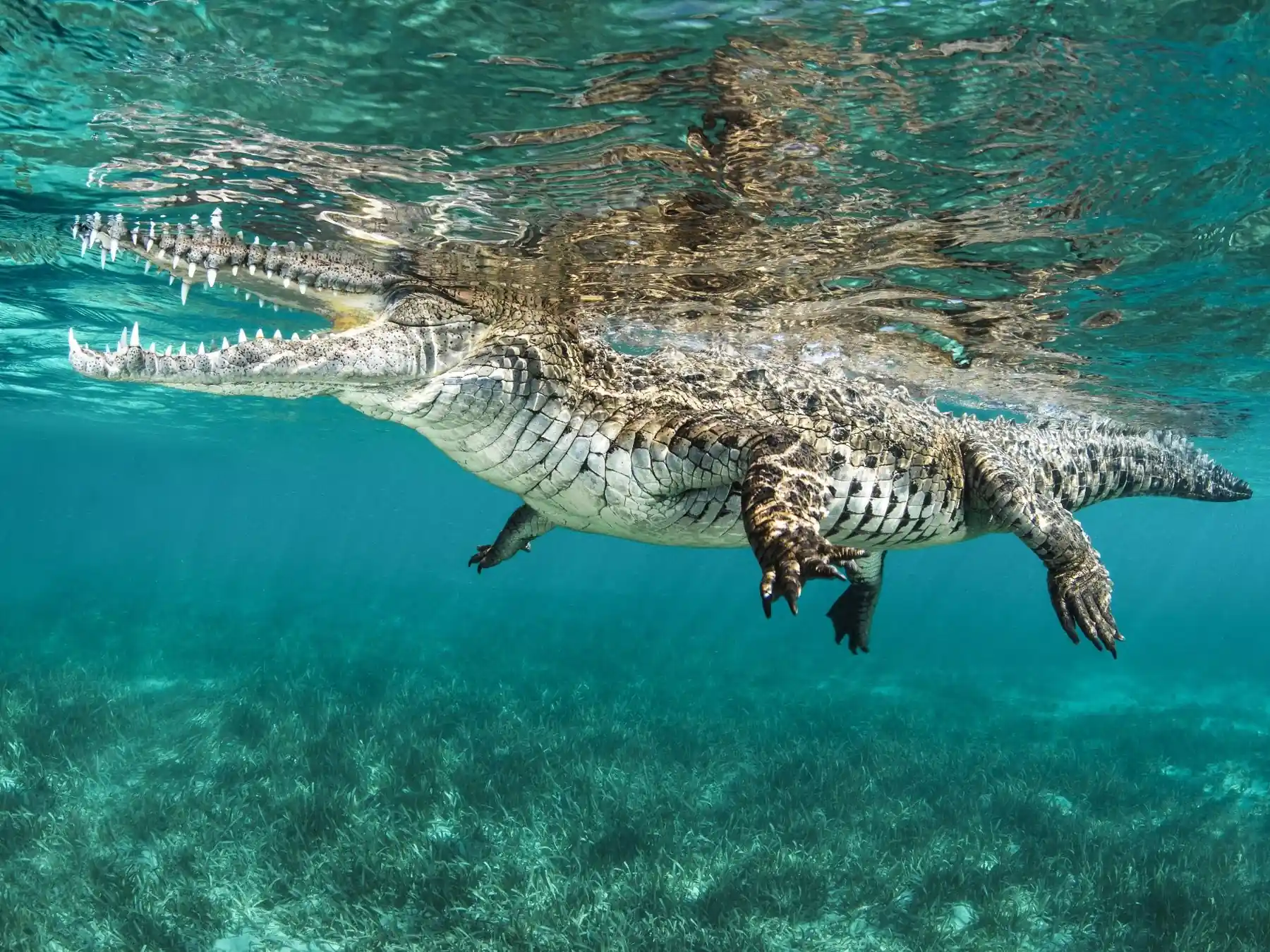 Saltwater crocodile swimming beneath the surface in clear water