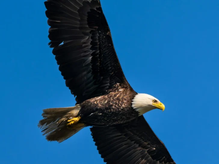 Bald eagle soaring through a clear blue sky with wings fully spread
