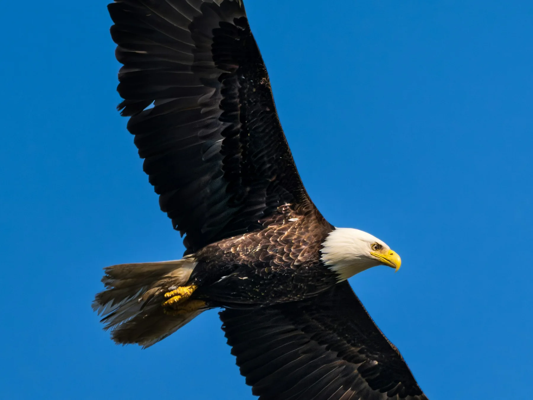 Bald eagle soaring through a clear blue sky with wings fully spread