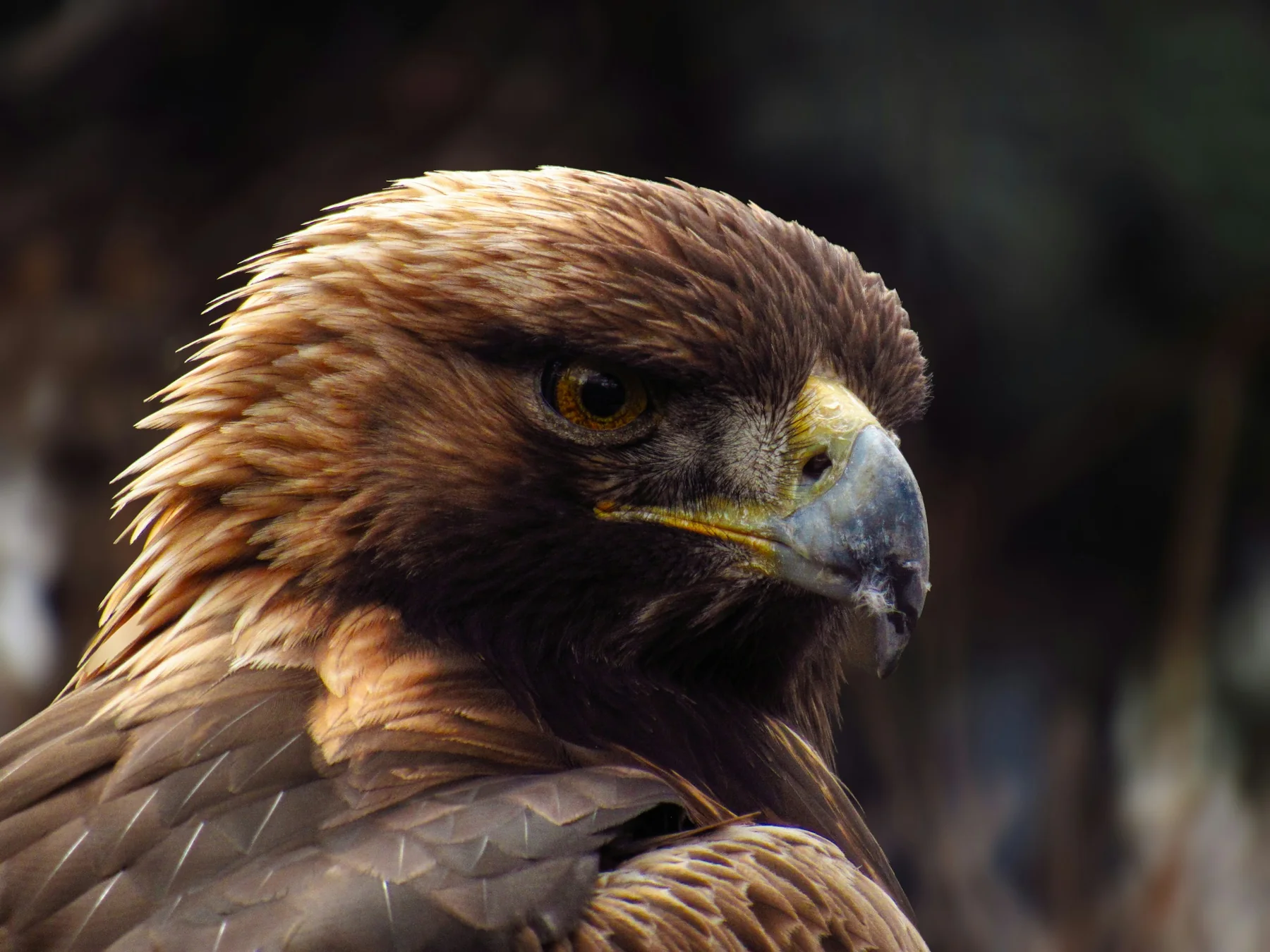 Close-up portrait of a golden eagle with brown and gold feathers