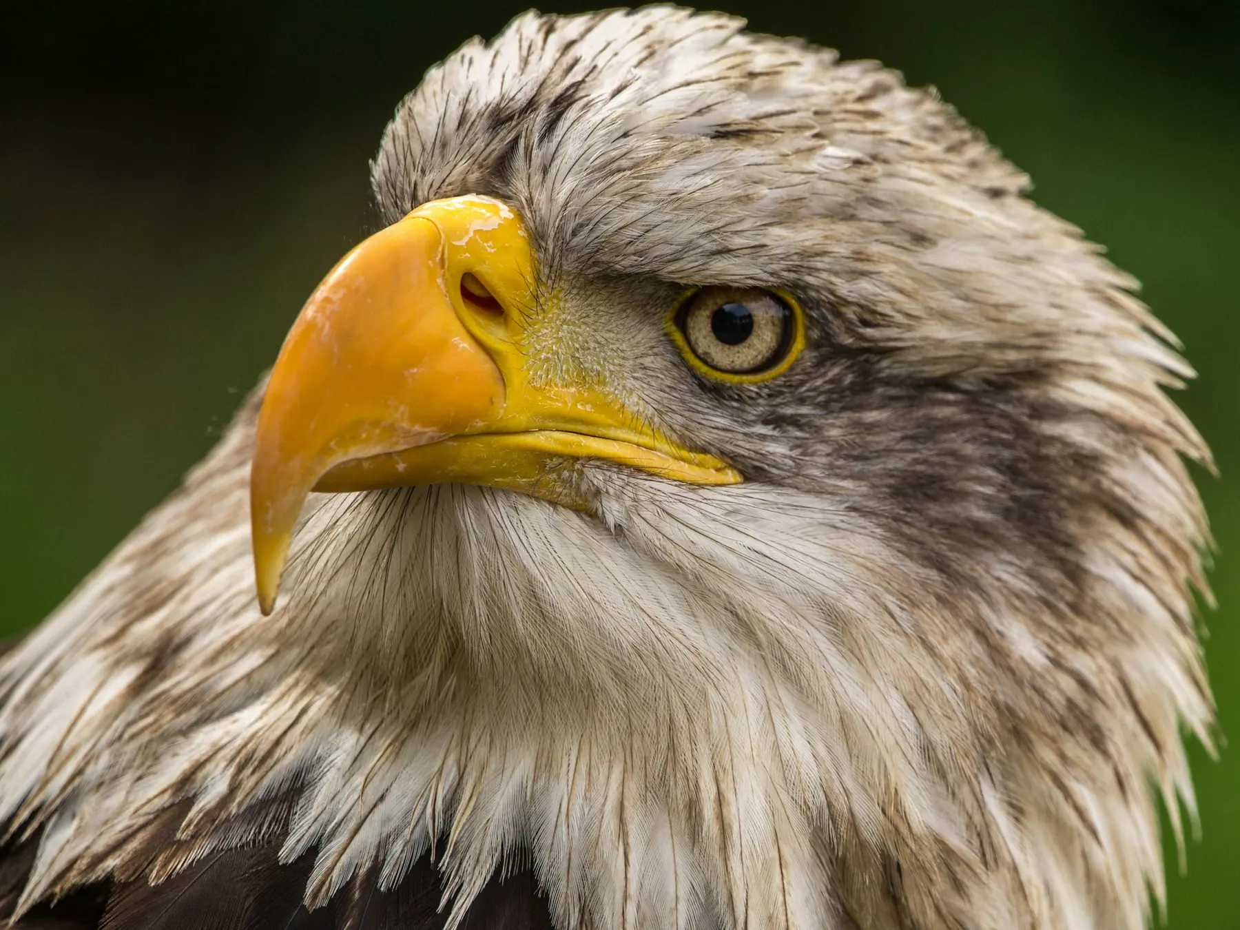 Close-up of a bald eagle's white head, yellow beak, and sharp eye