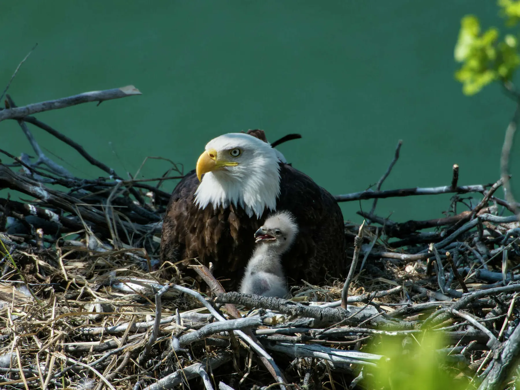 Adult bald eagle standing beside an eaglet in a large stick nest