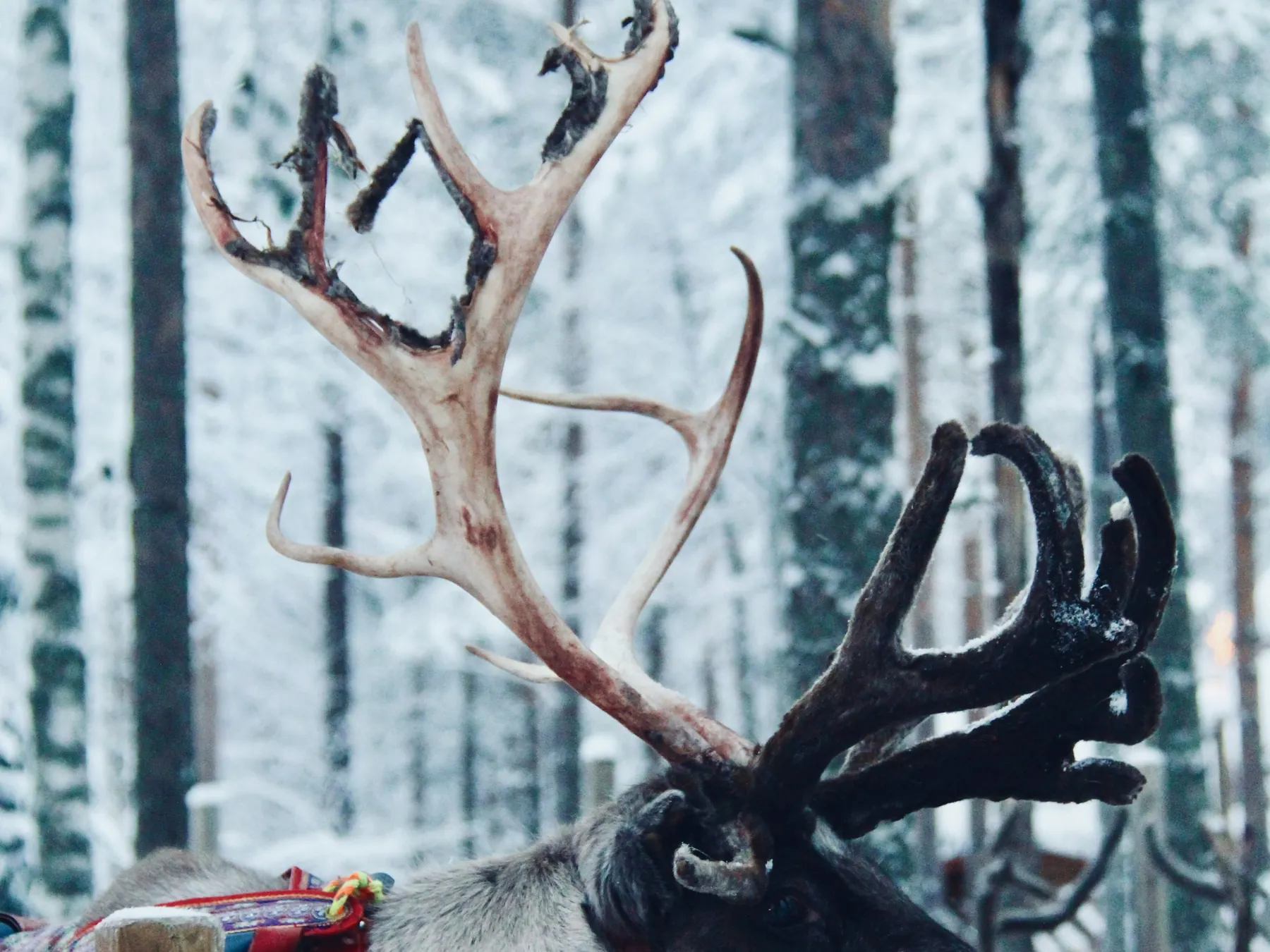 Reindeer with large antlers standing in snow in Finnish Lapland