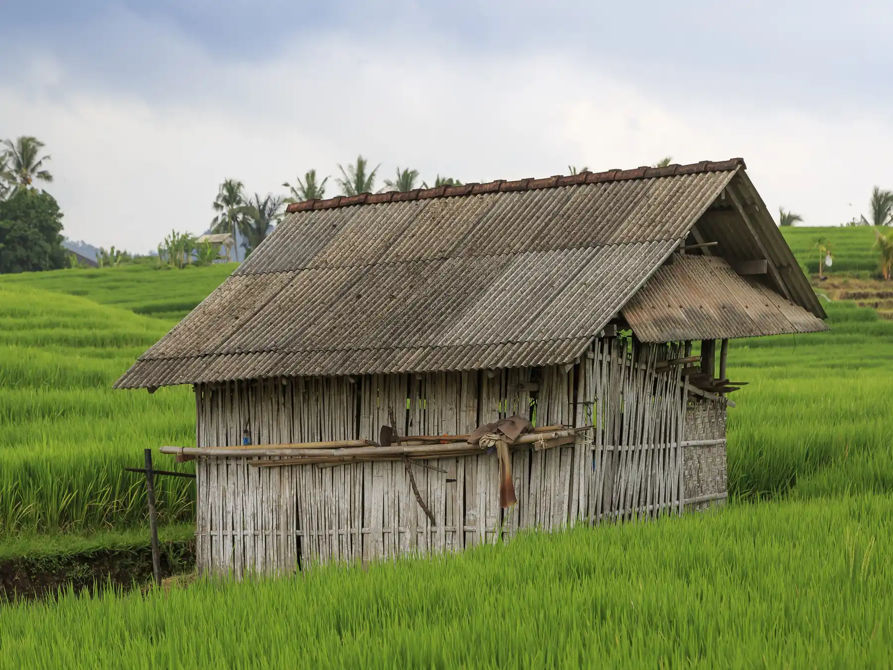 Traditional field shelter surrounded by green rice fields in Indonesia