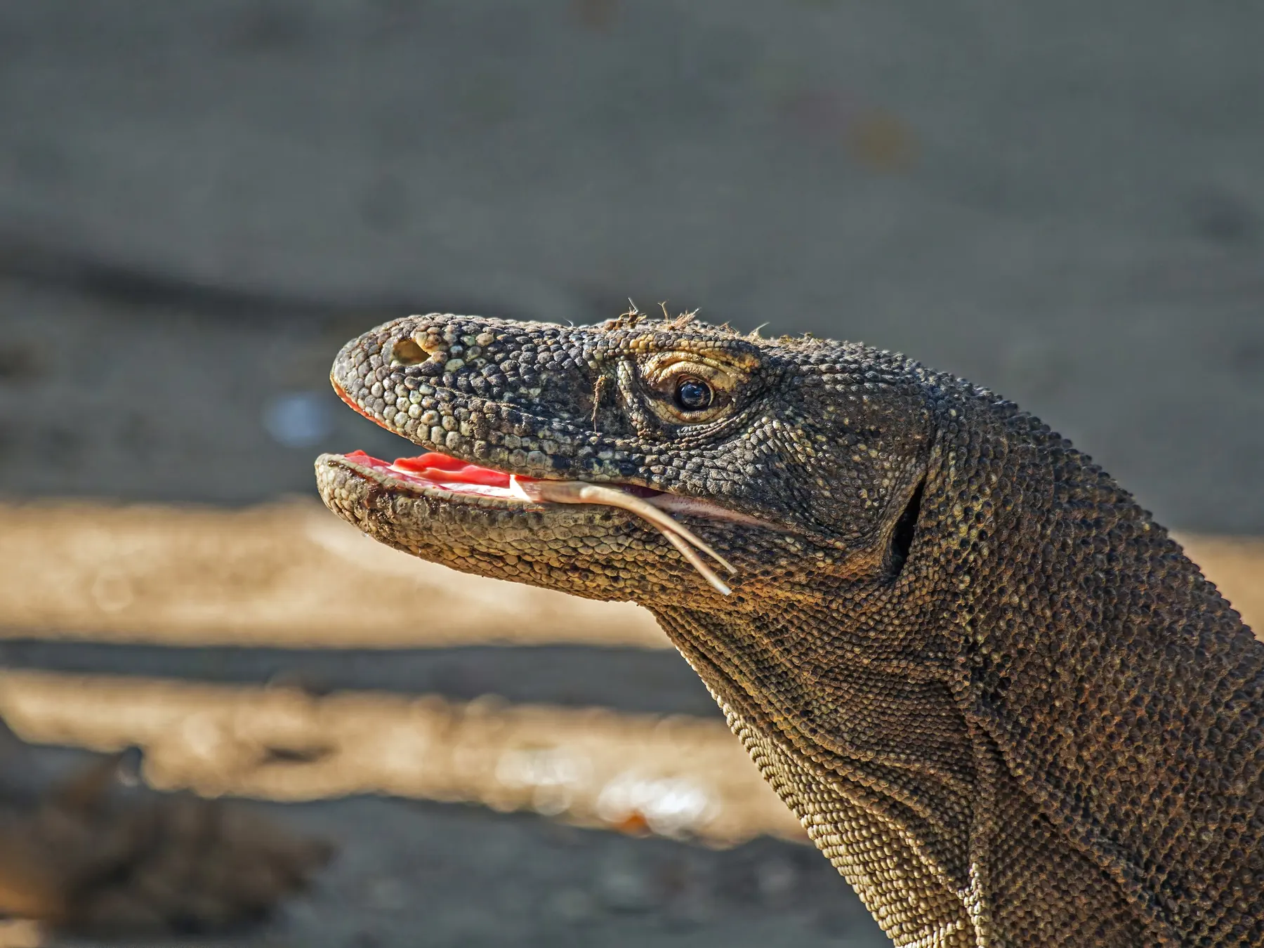 Komodo dragon in Indonesia with its mouth open