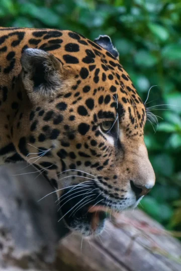 Adult jaguar moving through dense green foliage
