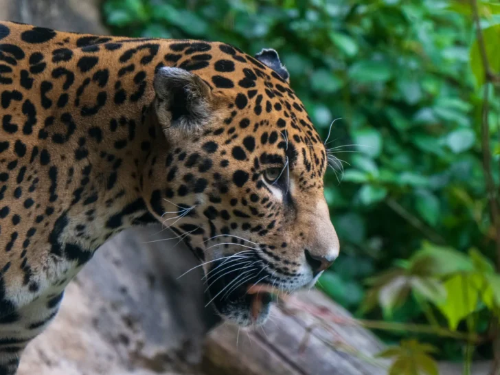 Adult jaguar moving through dense green foliage