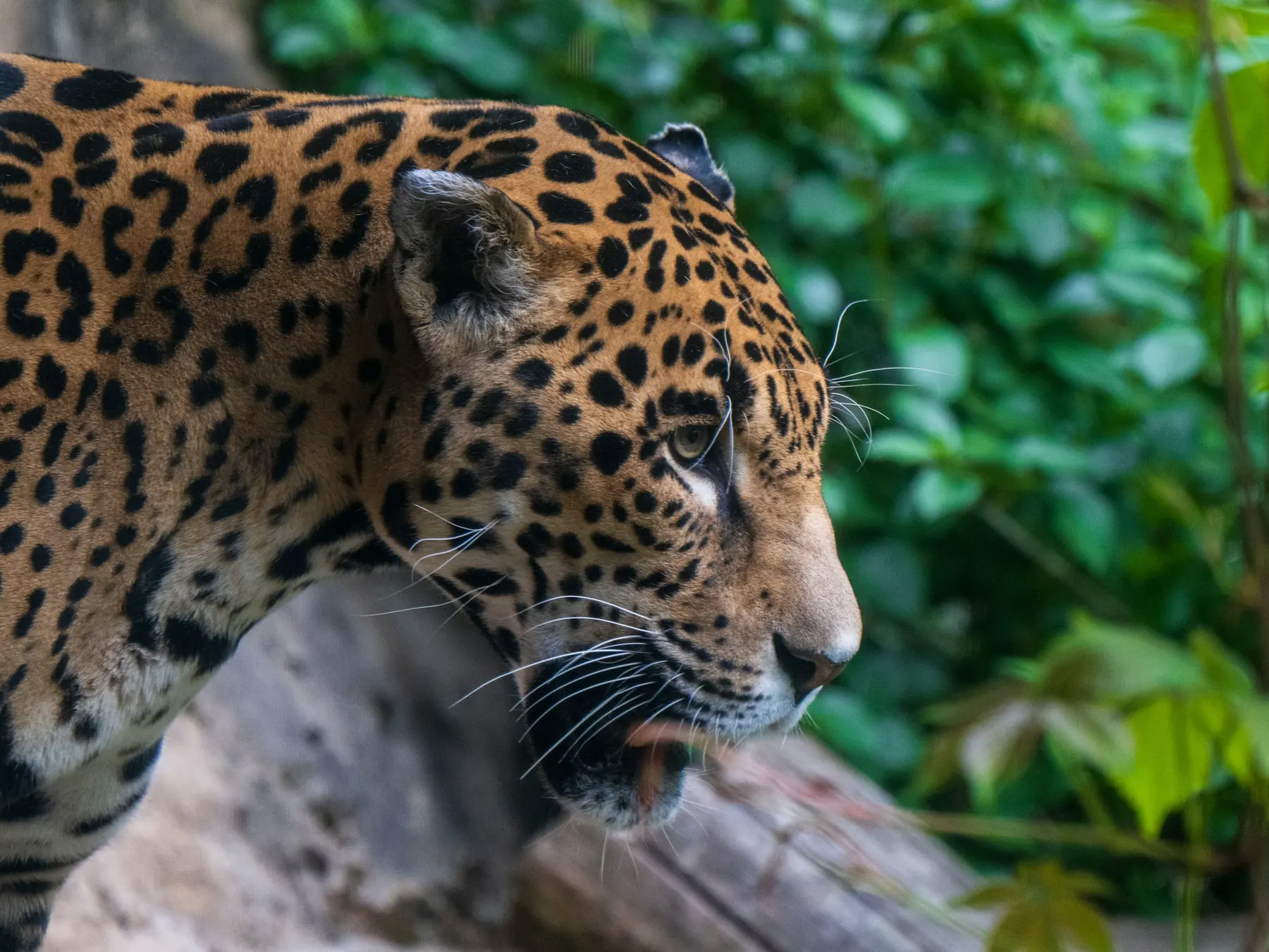 Adult jaguar moving through dense green foliage