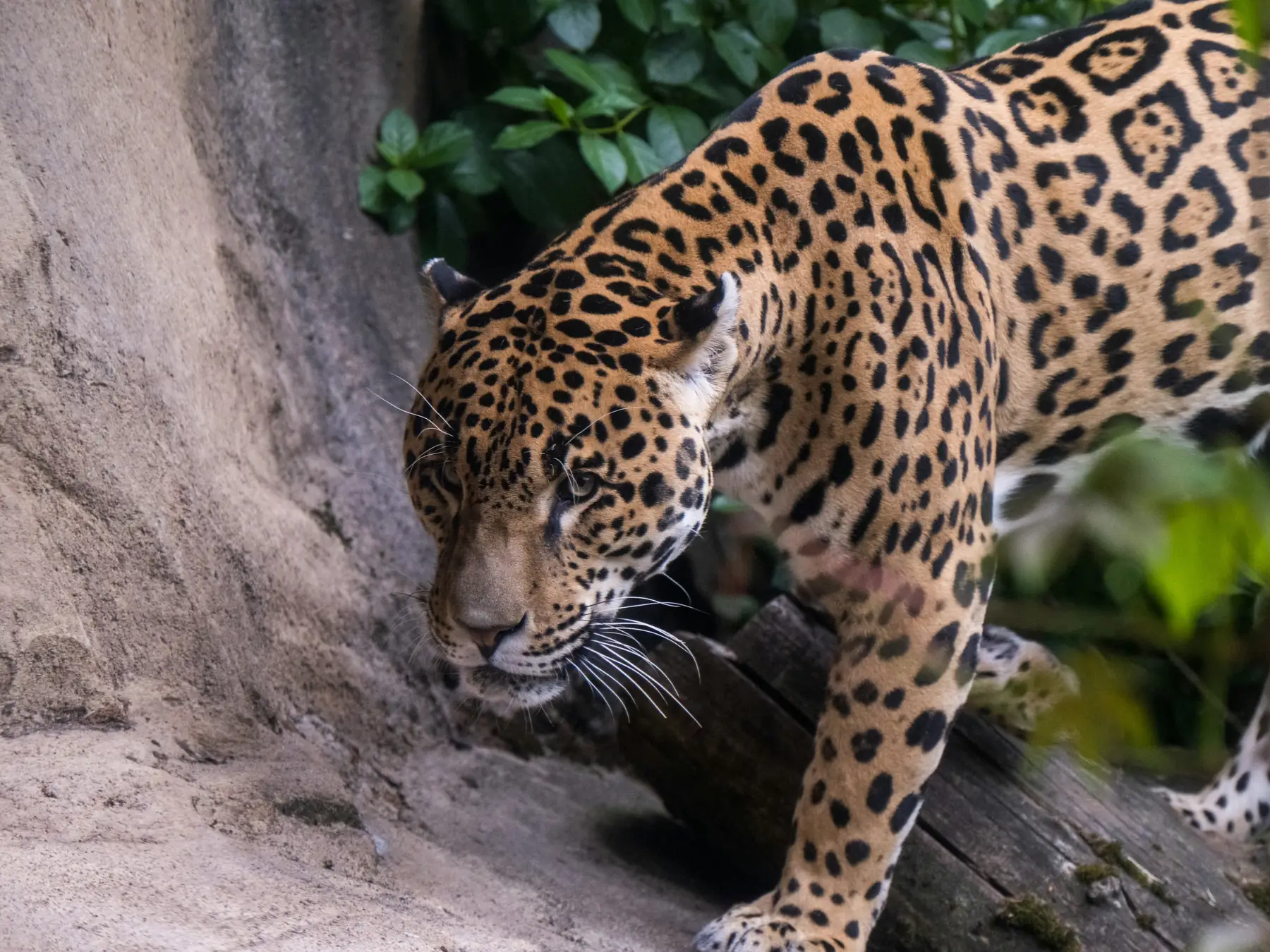 Jaguar walking beside a tree in a forest habitat