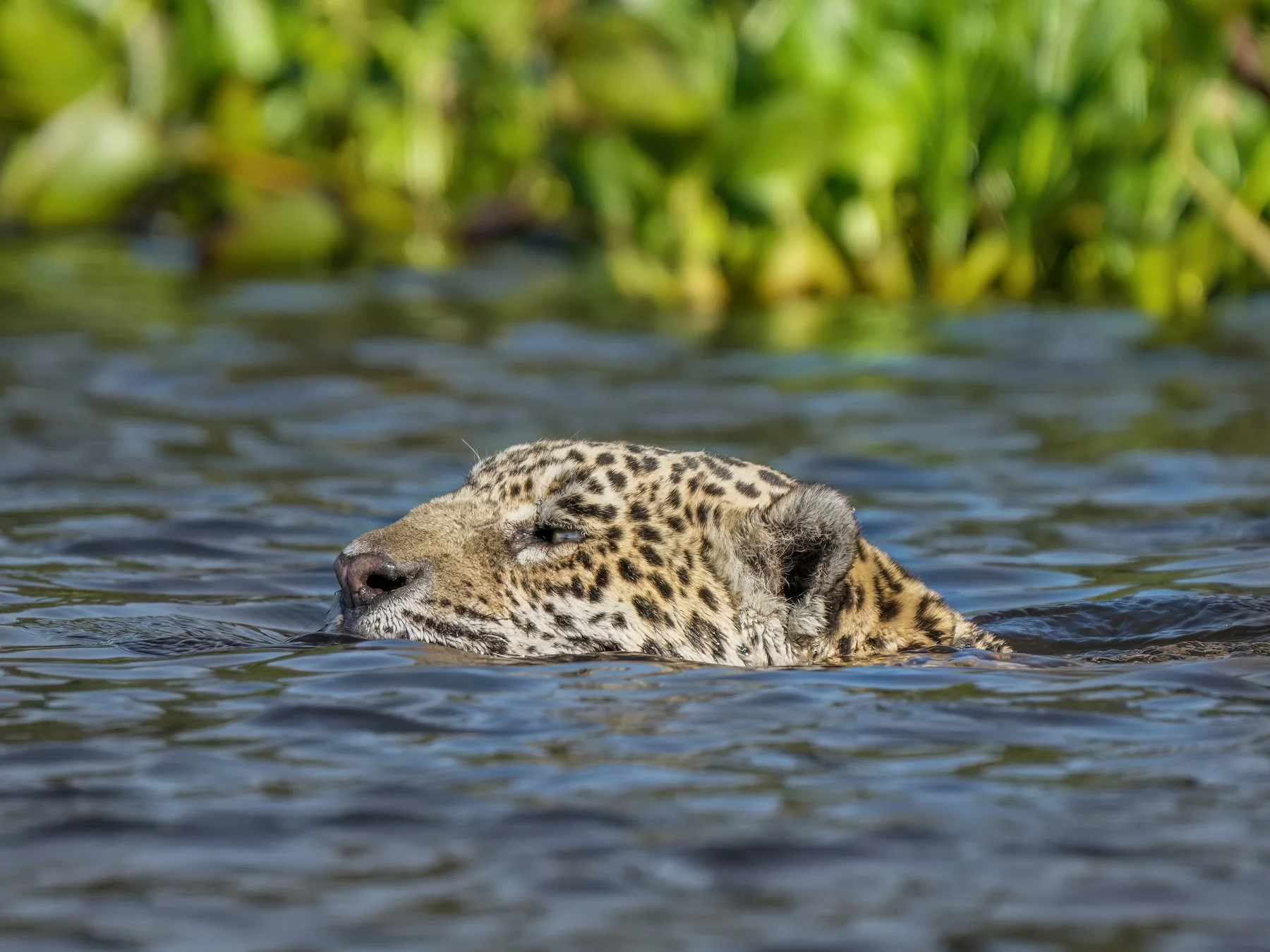 Jaguar swimming through a river with its head above the water