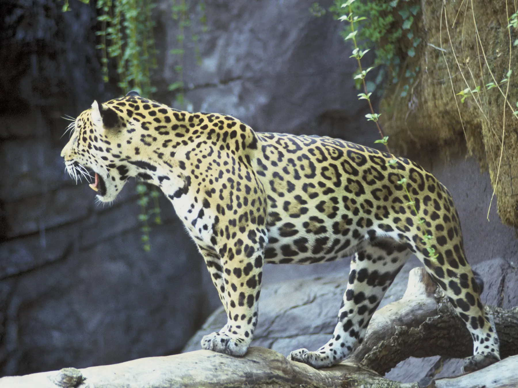 Full-body view of a standing jaguar showing its spotted coat
