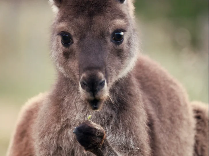Kangaroo looking toward the camera