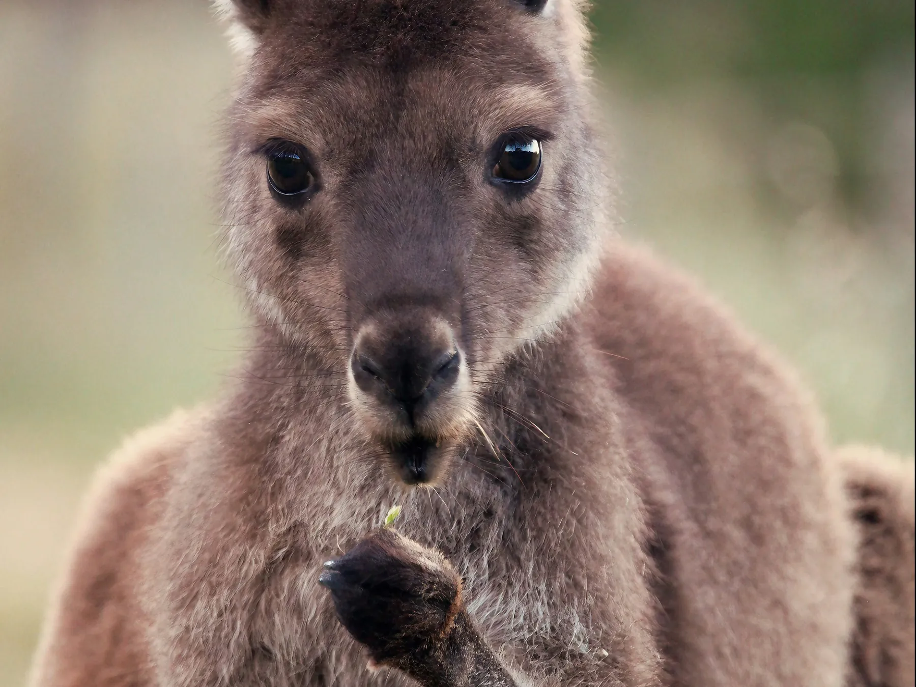 Kangaroo looking toward the camera
