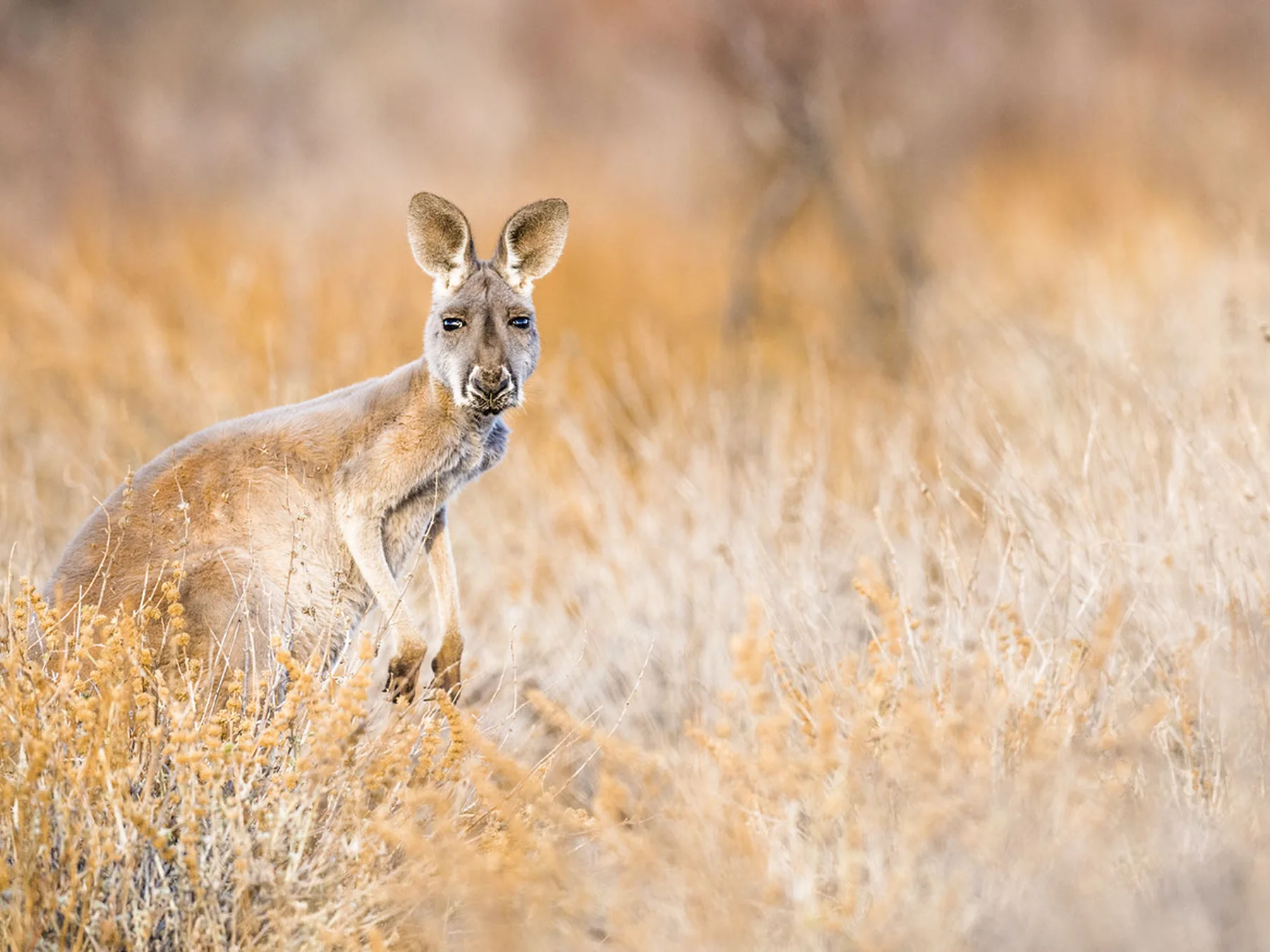Kangaroo standing in dry Australian grassland