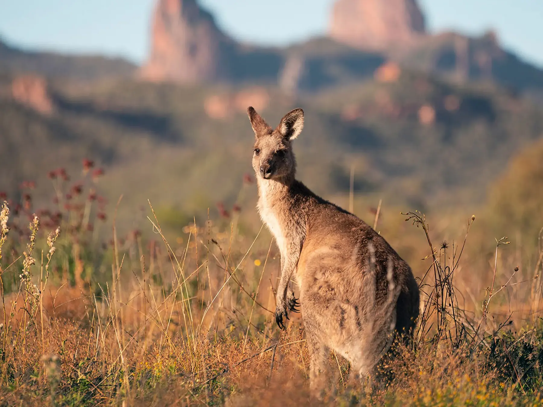 Kangaroo standing in an open landscape