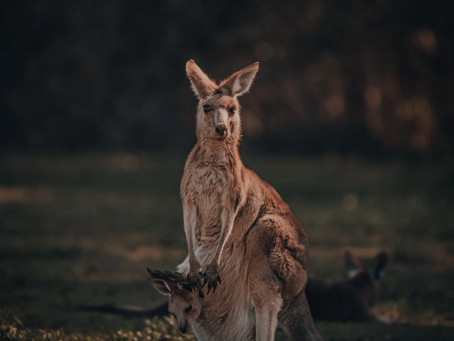 Kangaroo with a joey in a grassy field