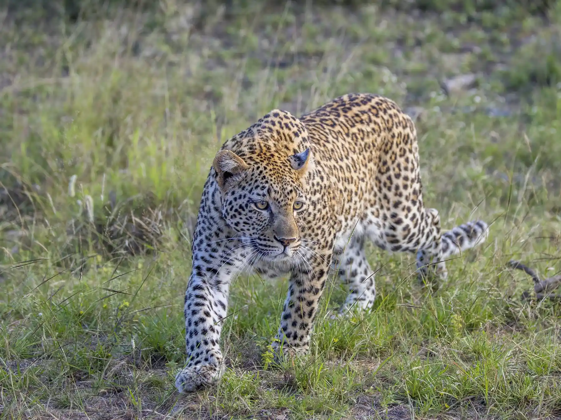 African leopard walking through grass with its spotted coat visible
