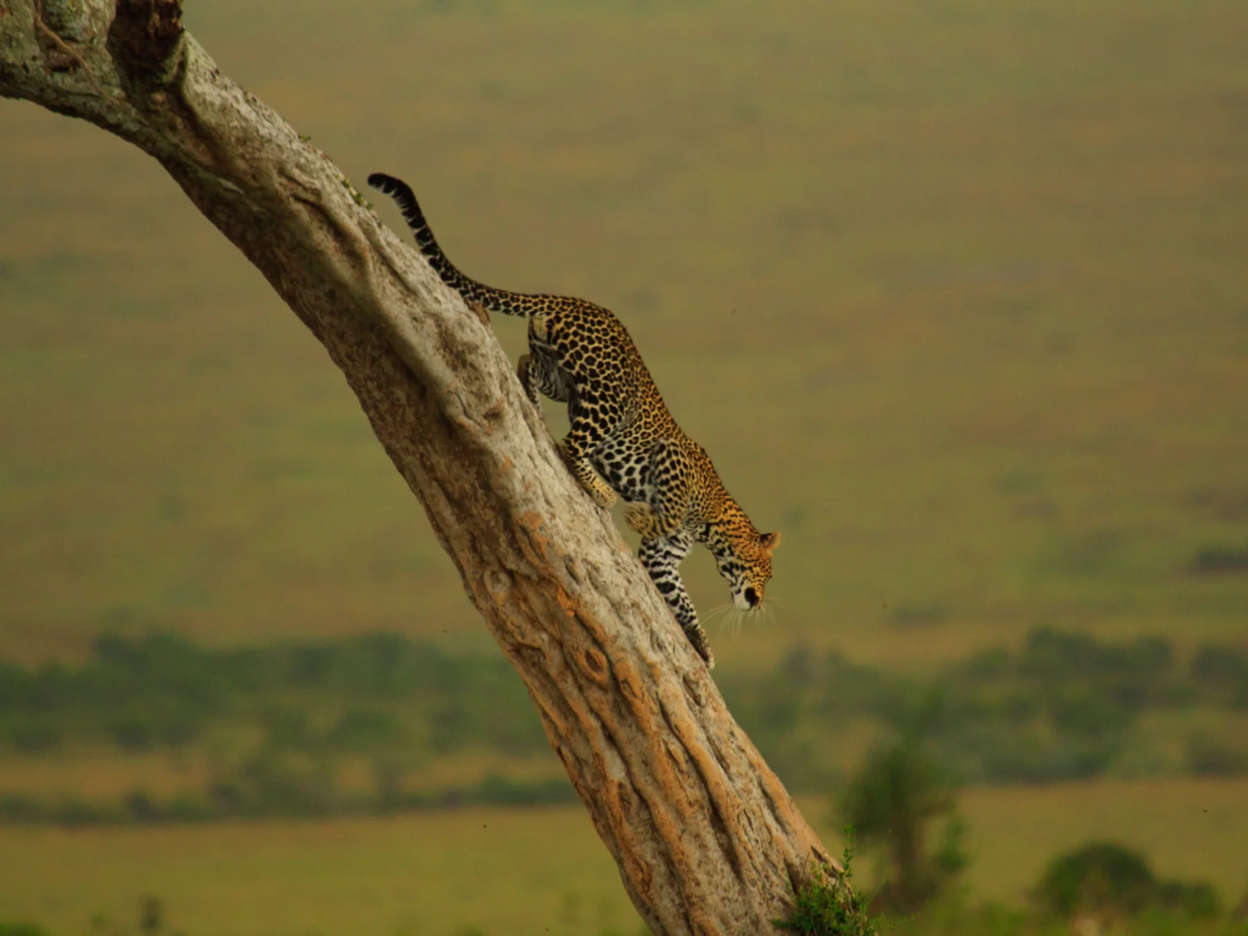 Leopard climbing along the trunk of a tree