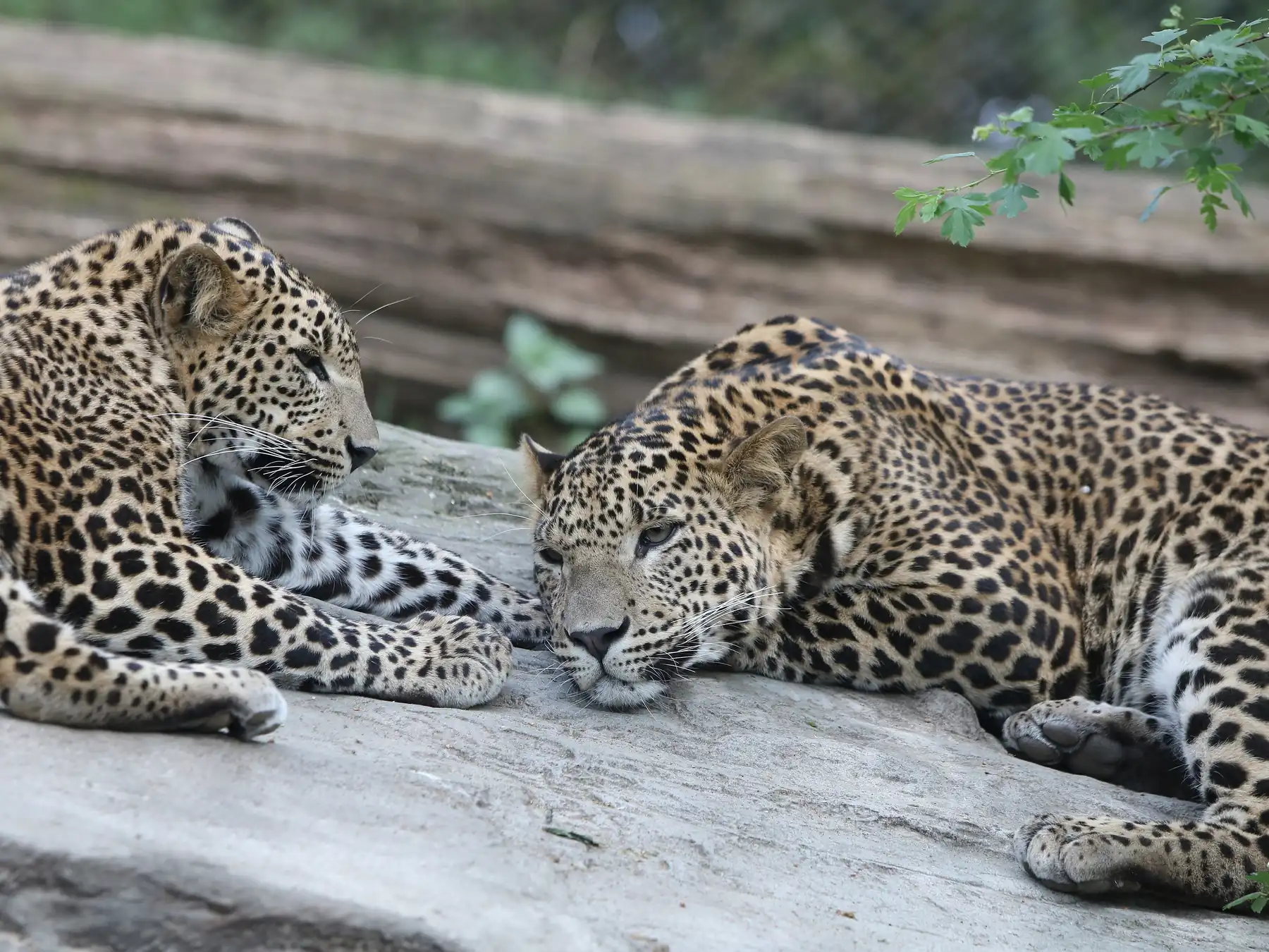 Young Sri Lankan leopard cubs resting together
