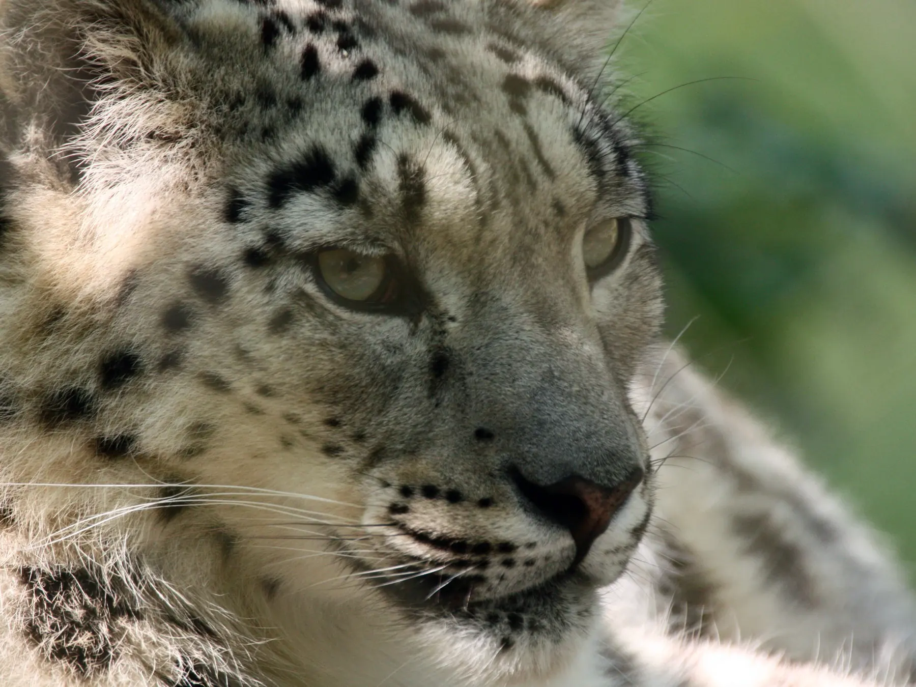 Close view of a leopard's face and spotted fur