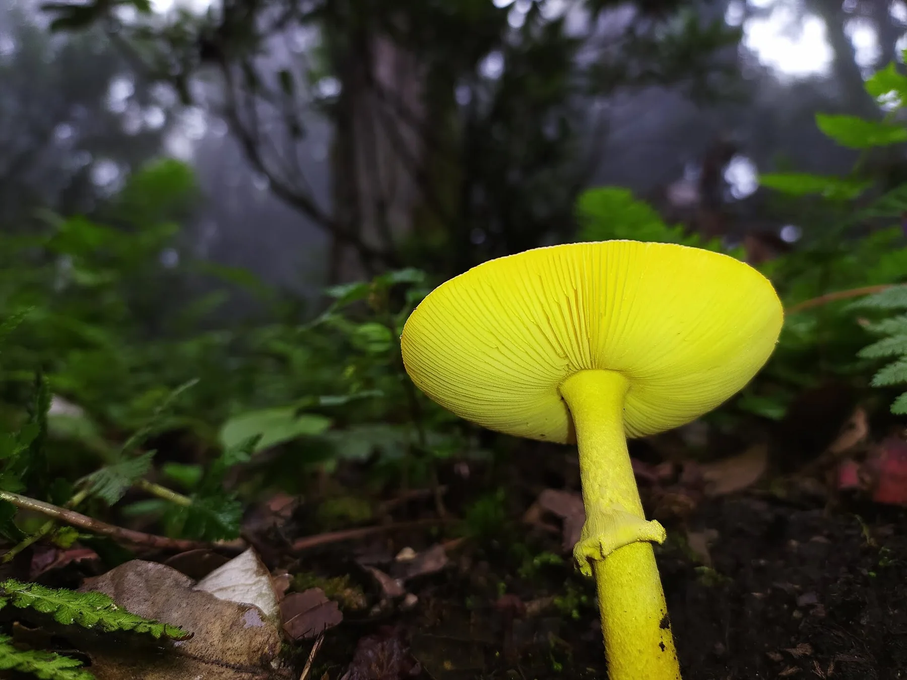 Bright yellow wild mushroom growing on a forest floor