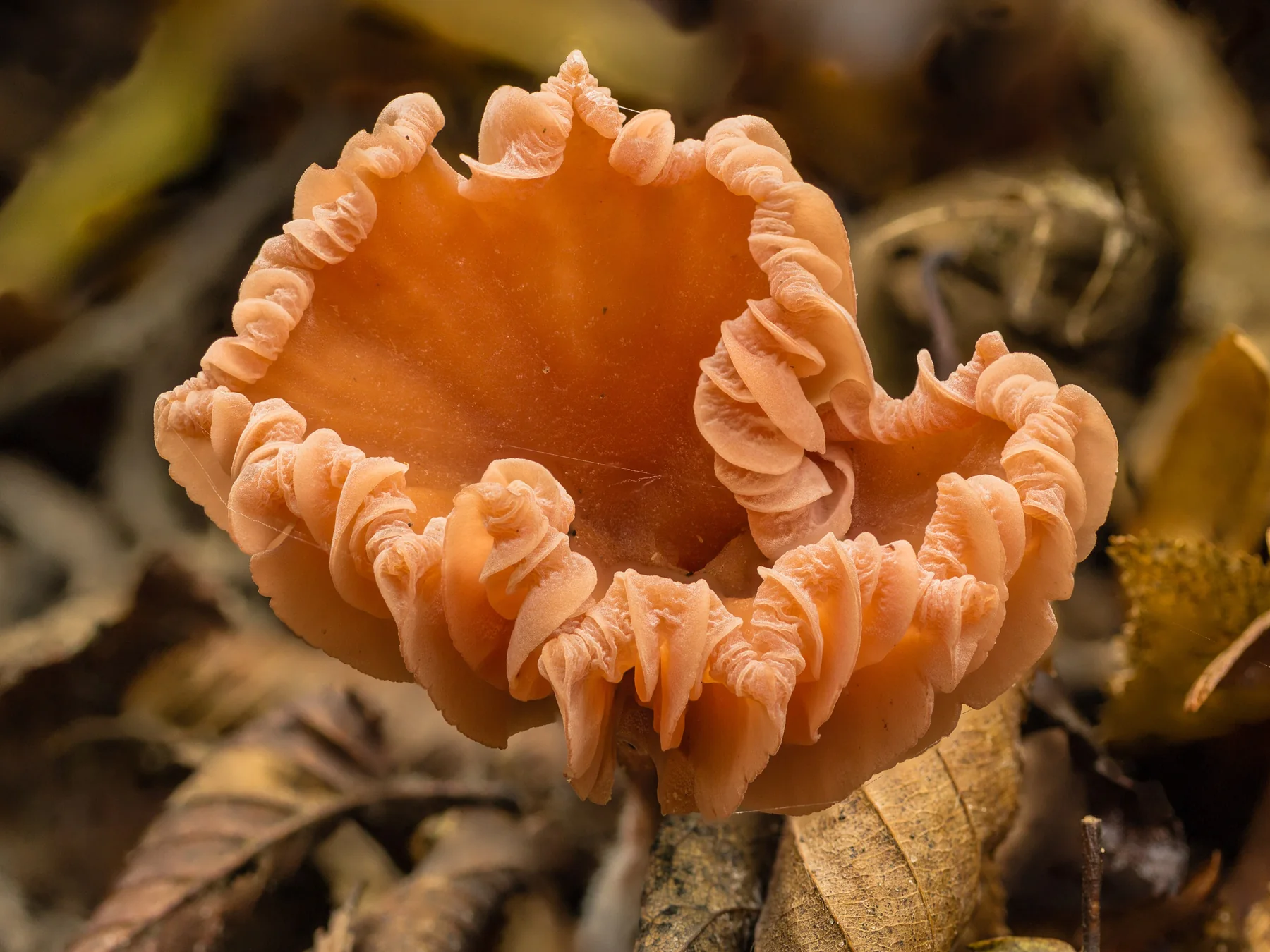 Orange mushroom with its cap and gills visible in close-up