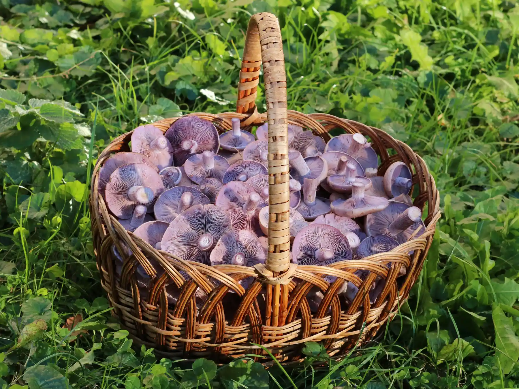Basket filled with freshly gathered wild mushrooms