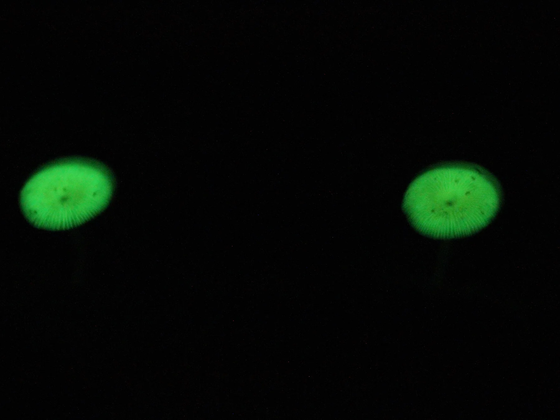 Small mushrooms glowing green in the darkness