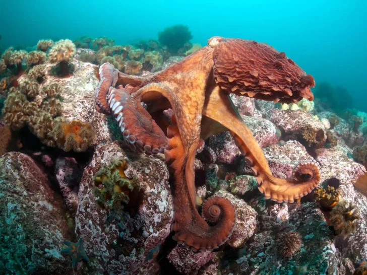 Giant Pacific octopus moving across a rocky underwater reef