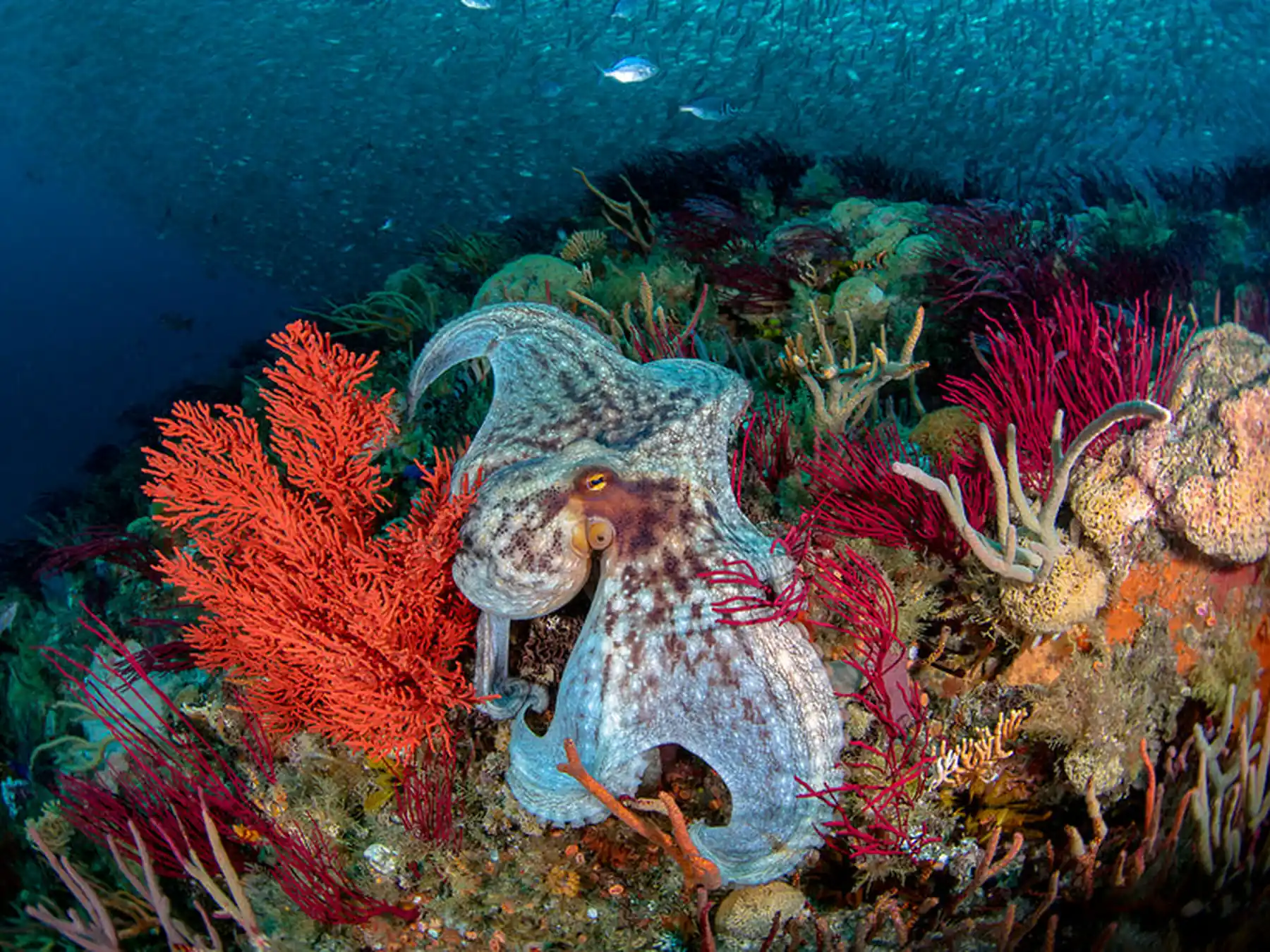 Octopus swimming among colorful coral and sea fans