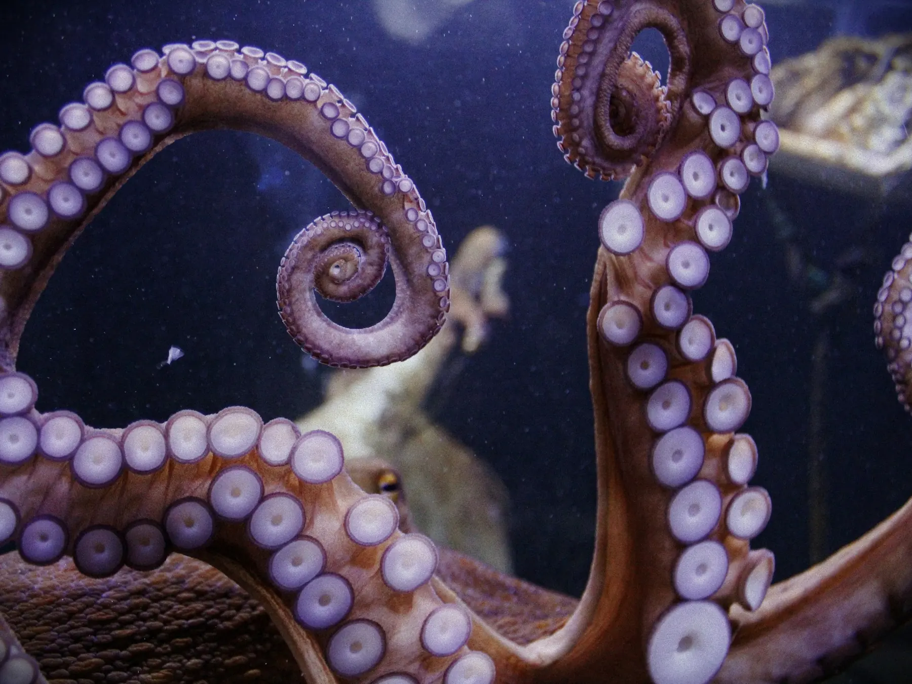 Close-up of curled octopus arms and suction cups