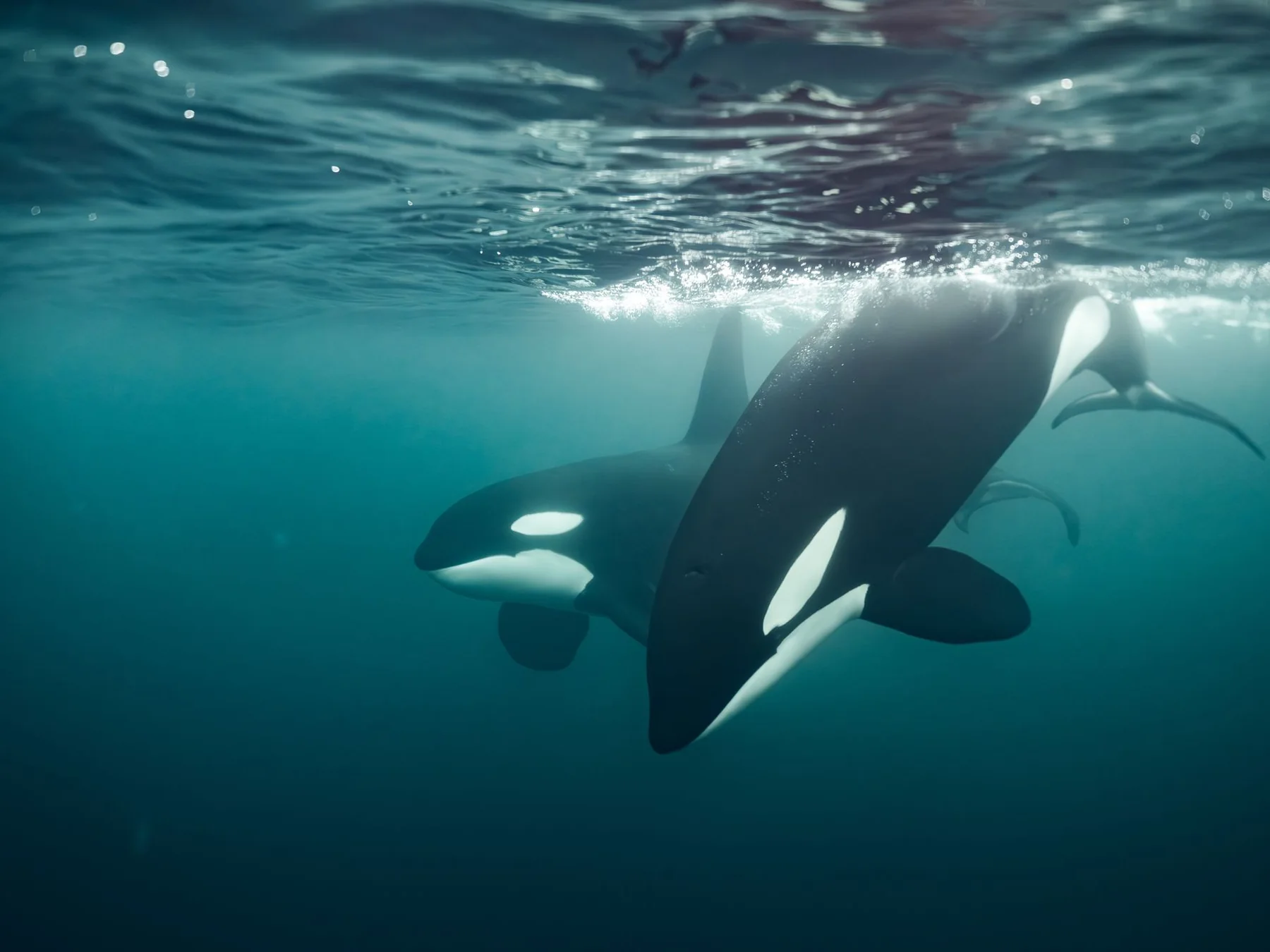 Orcas swimming together underwater