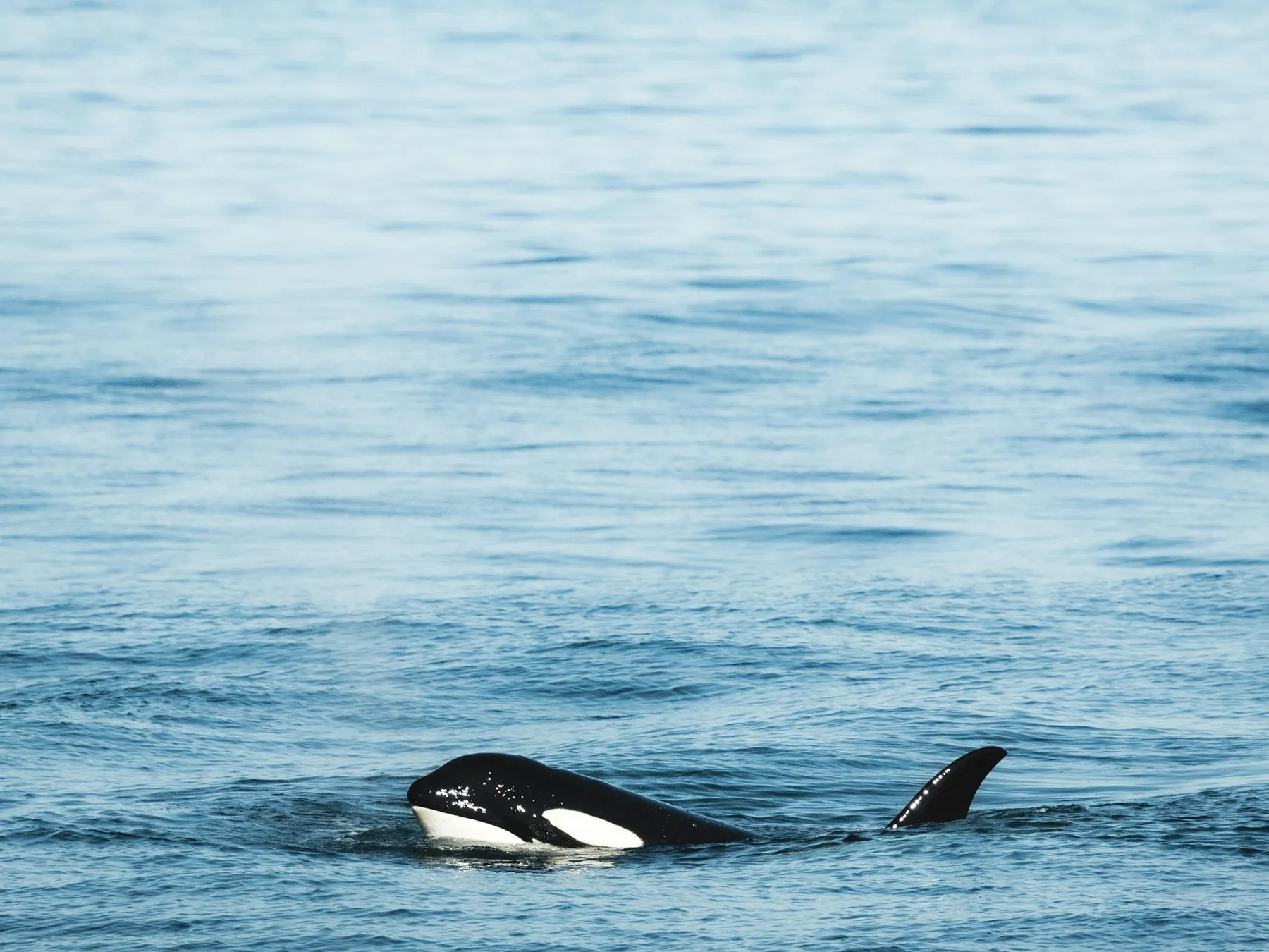 Orca pod surfacing in open water