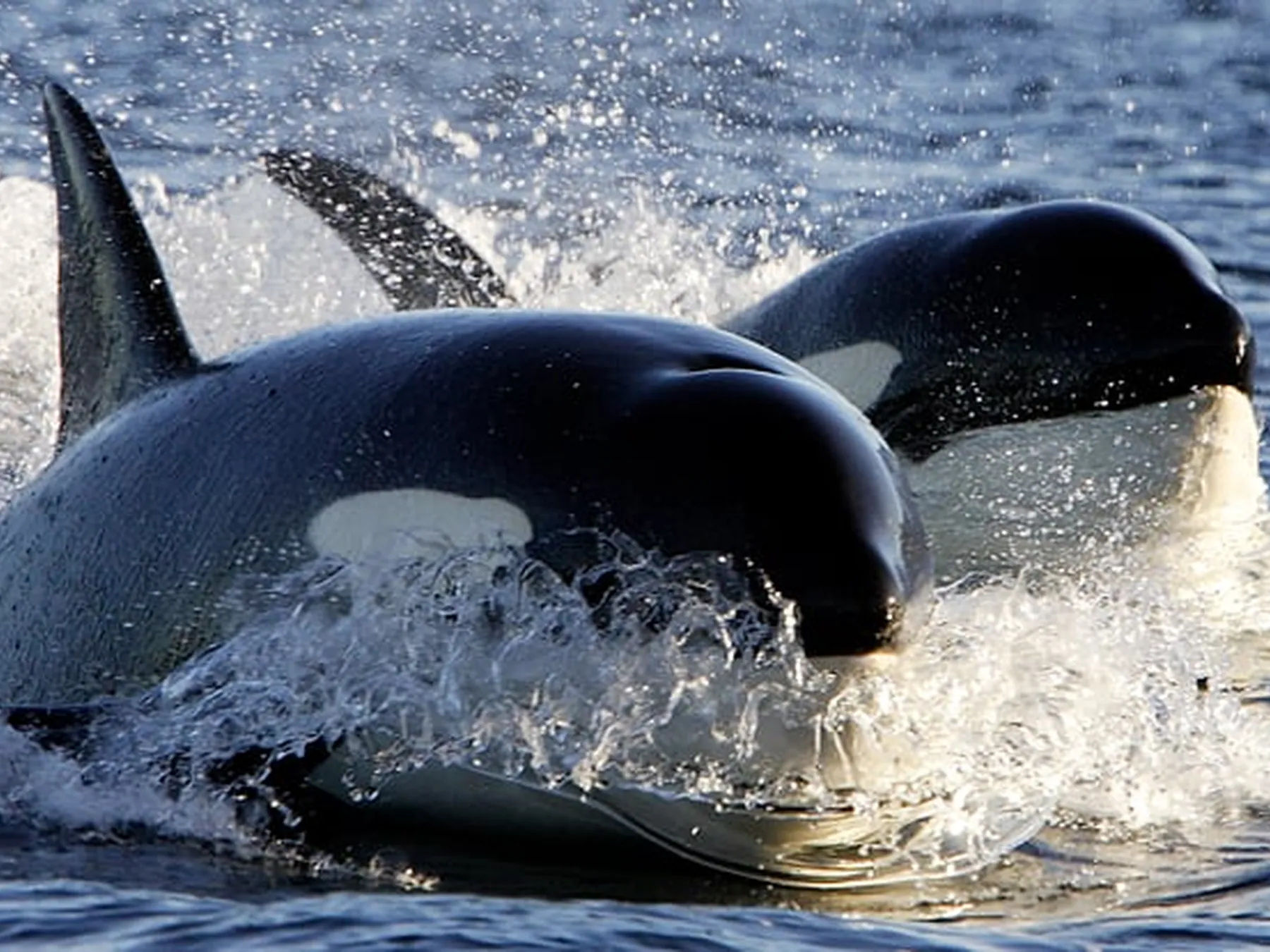 Orcas breaking through waves together