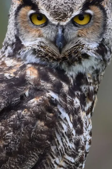 Great horned owl facing the camera with bright yellow eyes