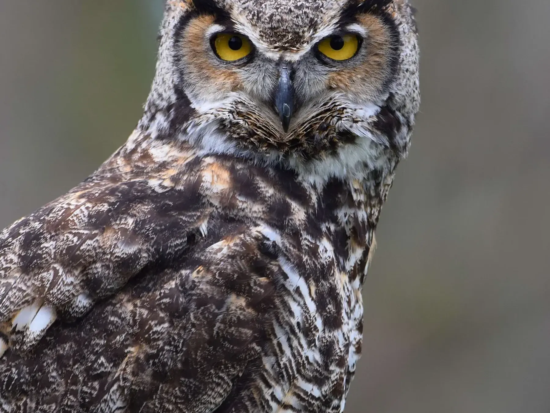 Great horned owl facing the camera with bright yellow eyes