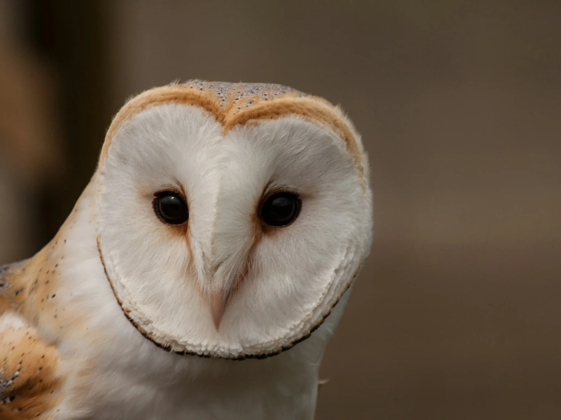 Barn owl facing forward against a softly blurred natural background