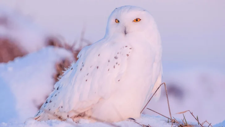 Snowy owl standing in snow during winter